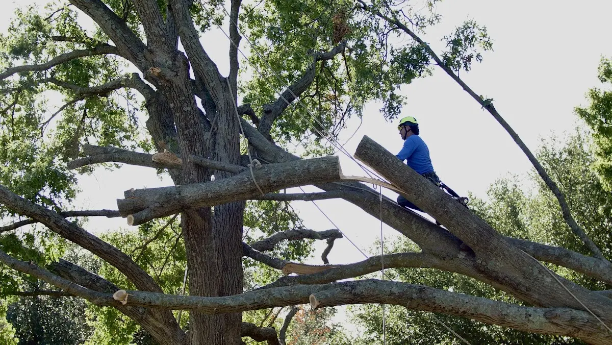 Professional Hazardous Tree Removal performed by certified arborists in Angwin